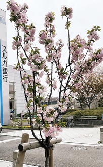 鎌倉郵便局前に咲く桐ケ谷桜