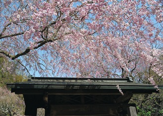 明月院の枝垂桜
