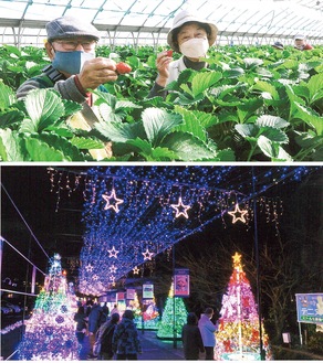 いちご狩りの様子（上）とイルミネーション