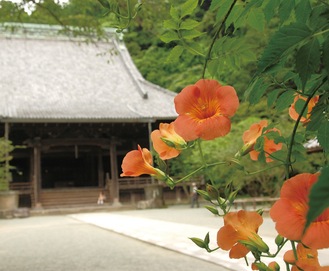 妙本寺に咲く凌霄花