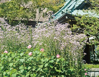 海蔵寺に咲く紫苑（しおん）と芙蓉（ふよう）