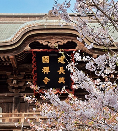 建長寺の桜
