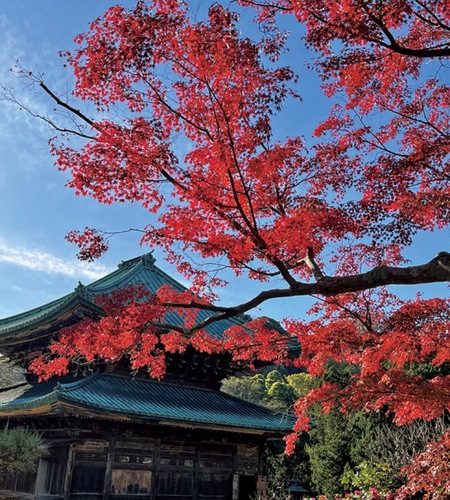 建長寺の紅葉