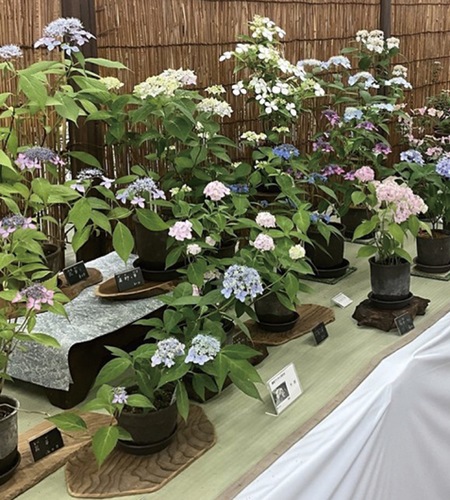 昨年の様子（提供）