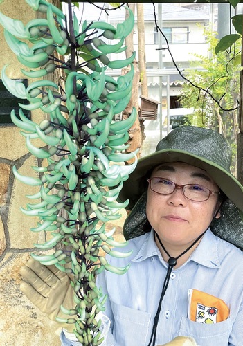 開花が始まったヒスイカズラと担当の森さん