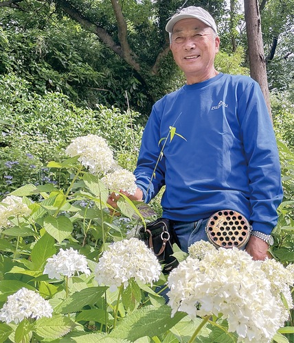 過去に植栽したヤマアジサイと野口代表