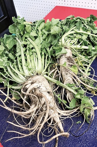 たくさんの根と葉が印象的な鎌倉大根