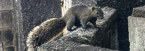 タイワンリス＝市内