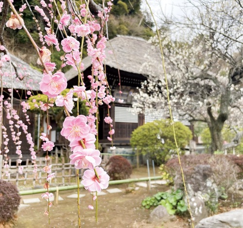 鎌倉市内の寺社では梅が見頃（明王院・２月16日撮影）