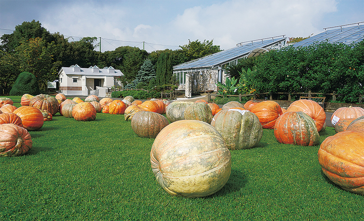 オバケカボチャ展示中 フラセンに約80個お目見え | 鎌倉 | タウンニュース