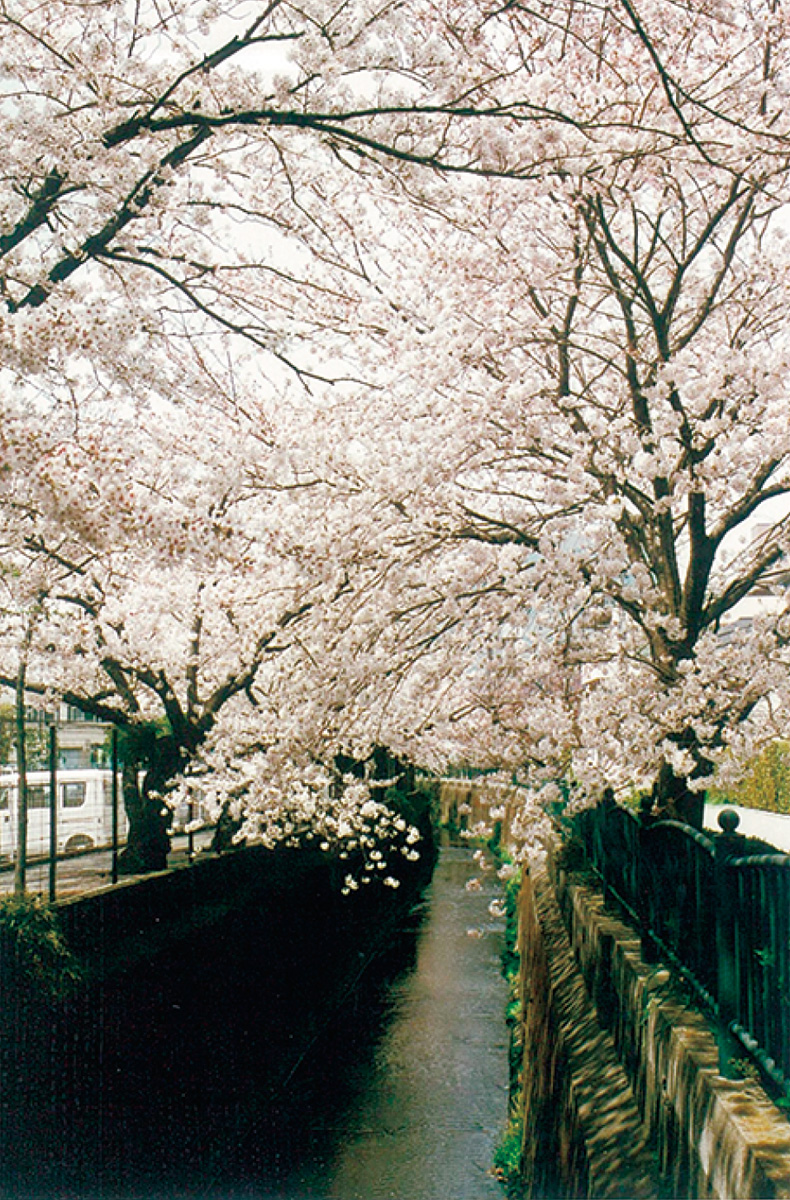 砂押川沿いの桜並木