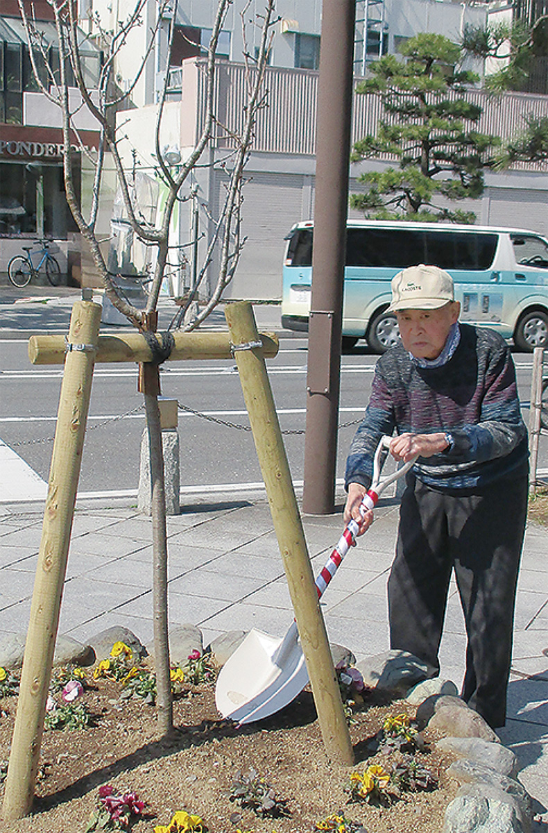 鎌倉桜まつり開催 (写真2)