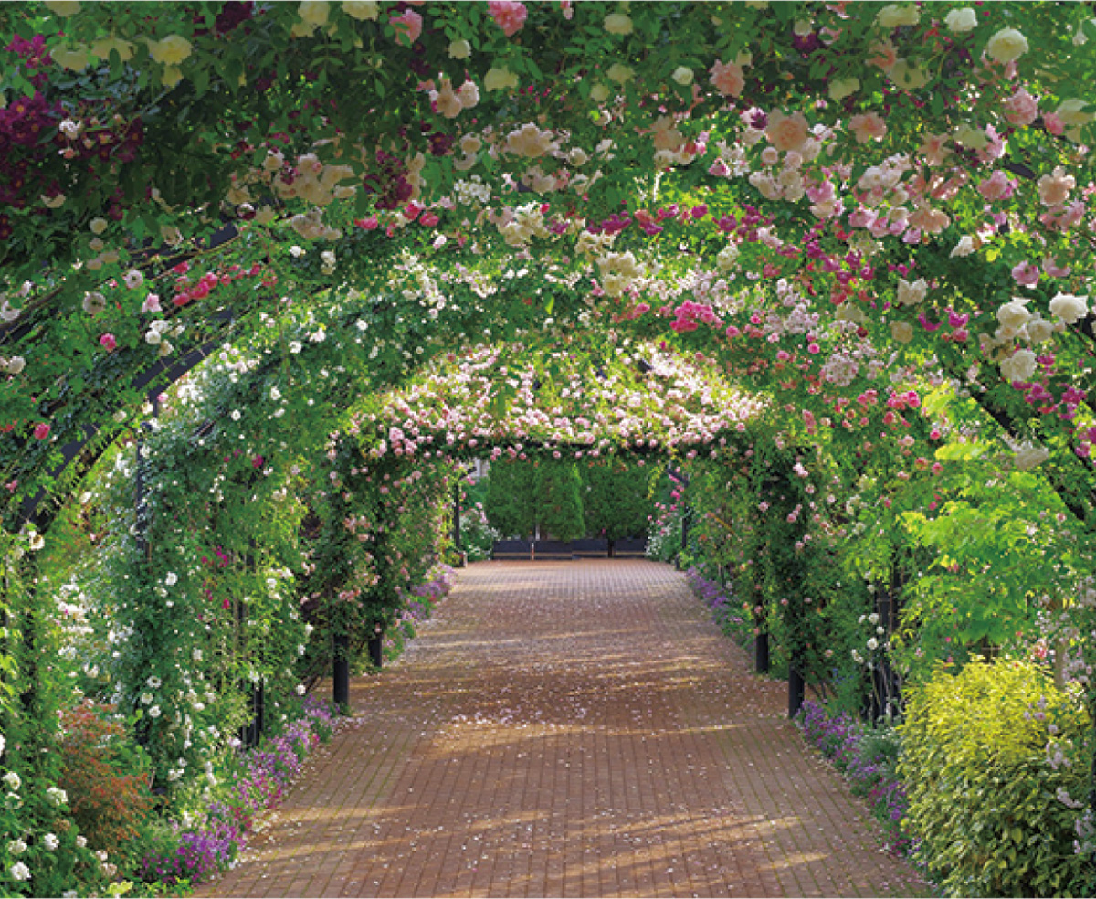 １８００種のバラ見頃 横浜イングリッシュガーデン 横浜イングリッシュガーデン 鎌倉 タウンニュース