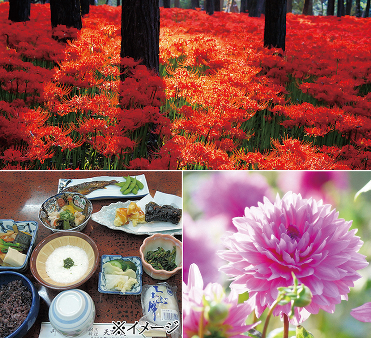 曼殊沙華とダリアを楽しむ (写真1)
