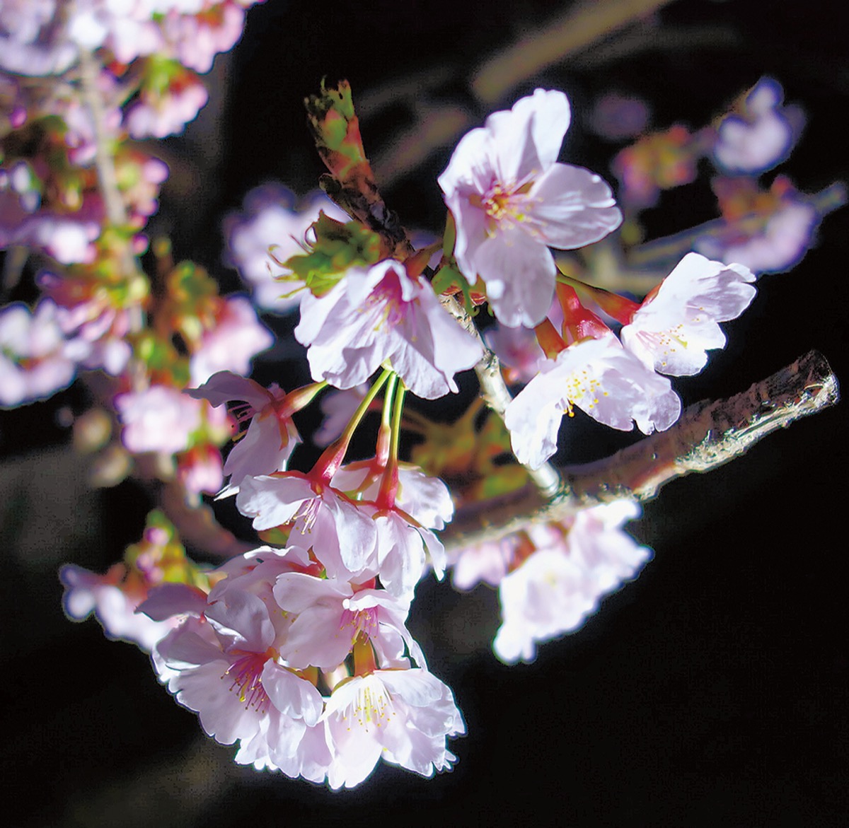 夜空に舞う桜ライトアップ ３月７日 ８日フラワーセンターで 鎌倉 タウンニュース