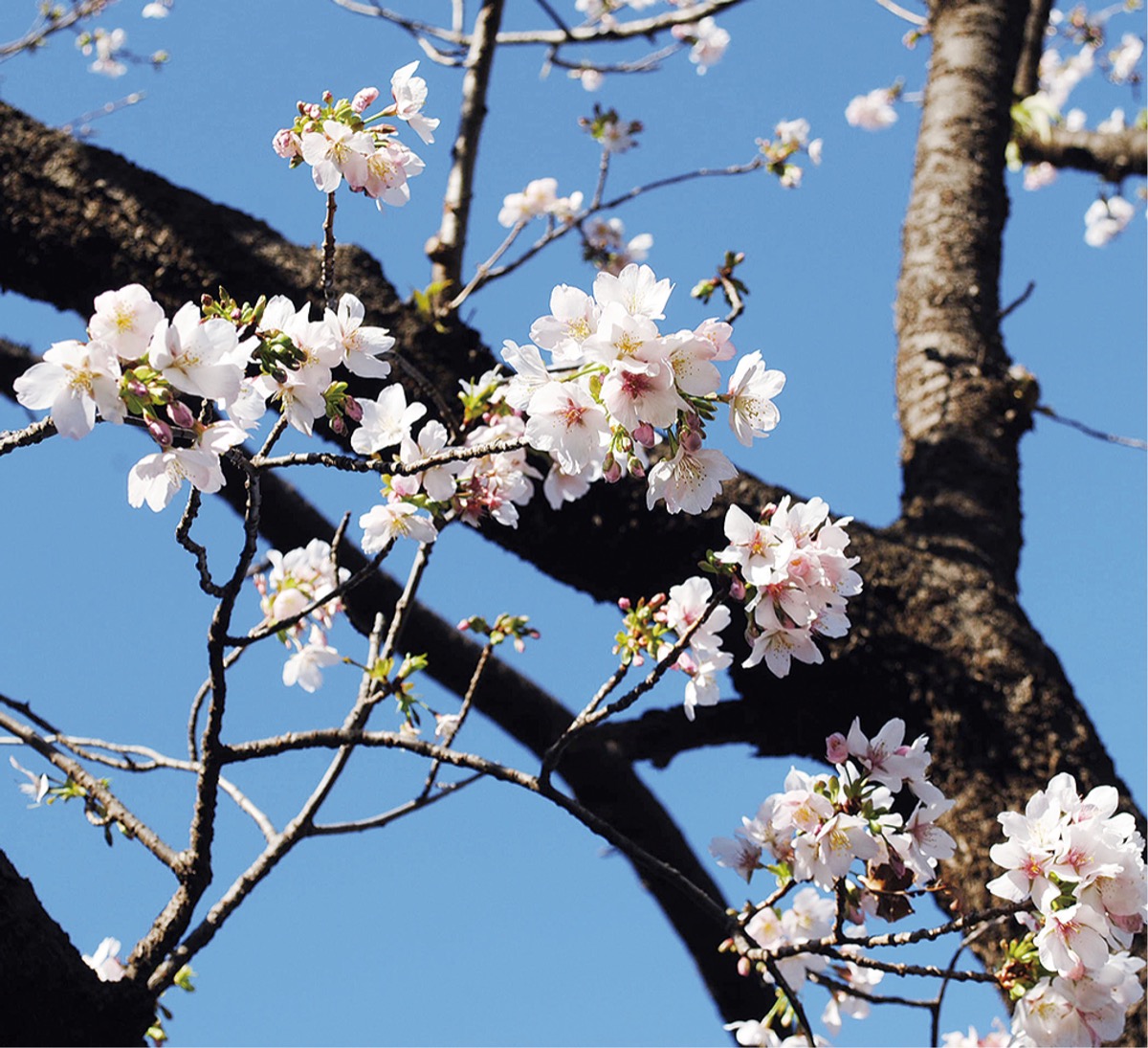 玉縄桜の原木が無事開花