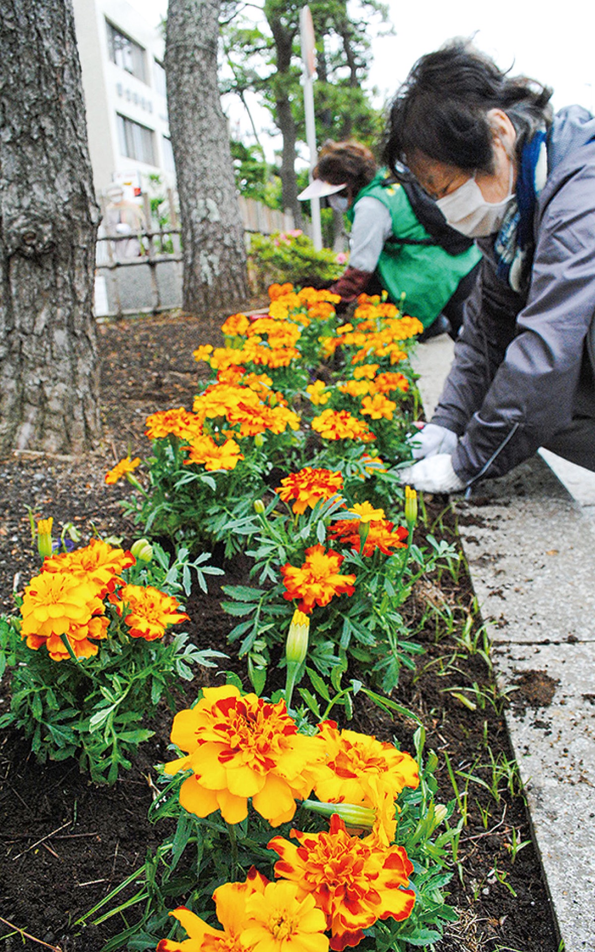 マリーゴールド800株植栽 かまくら桜の会 鎌倉 タウンニュース