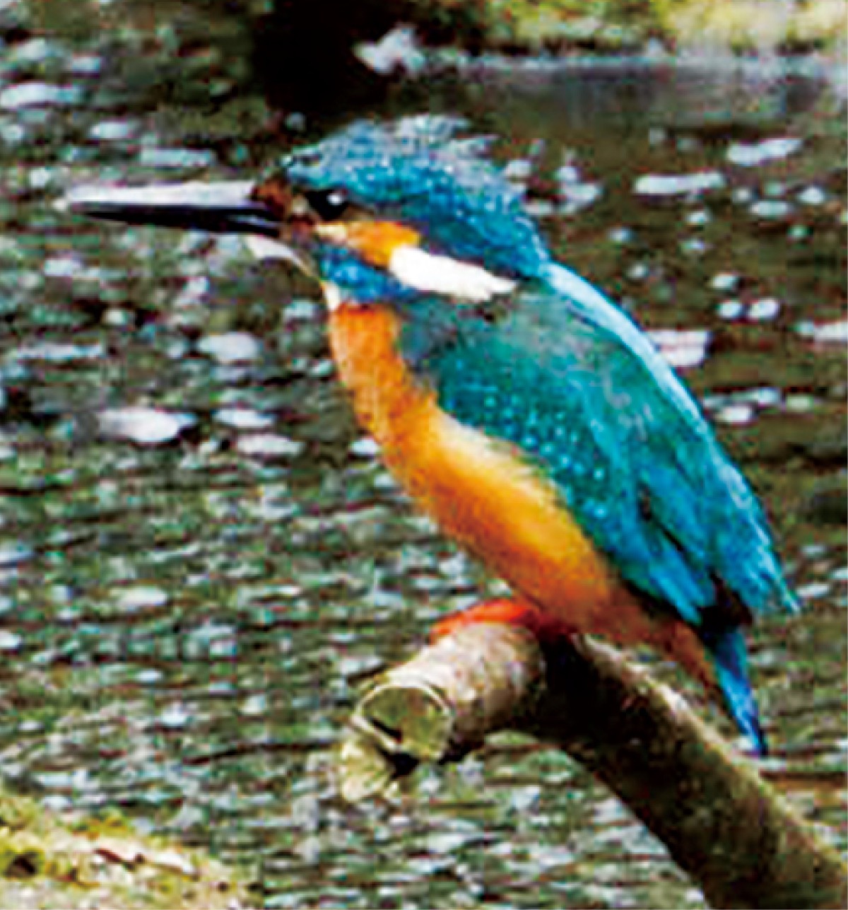 アユを狙うカワセミ＝八鳥さん提供