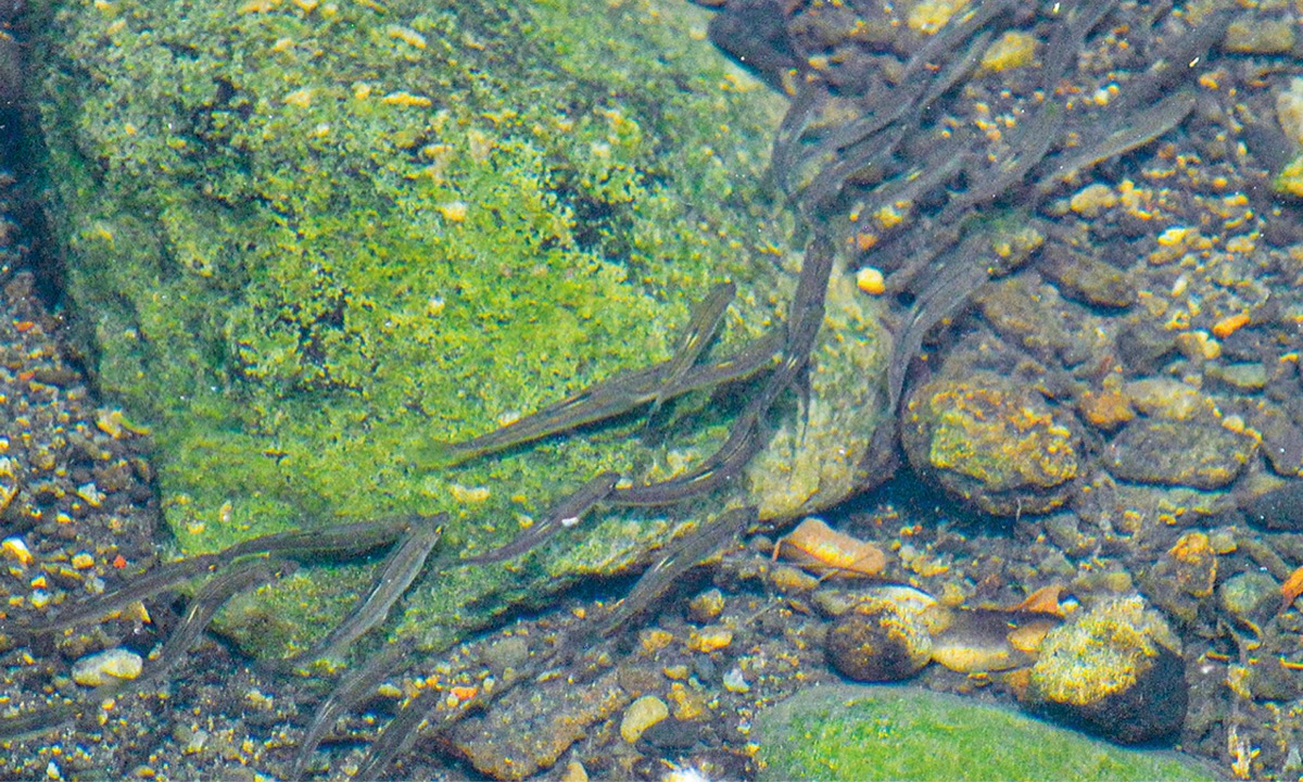 神戸川で記者が遭遇した若アユ＝６月16日撮影