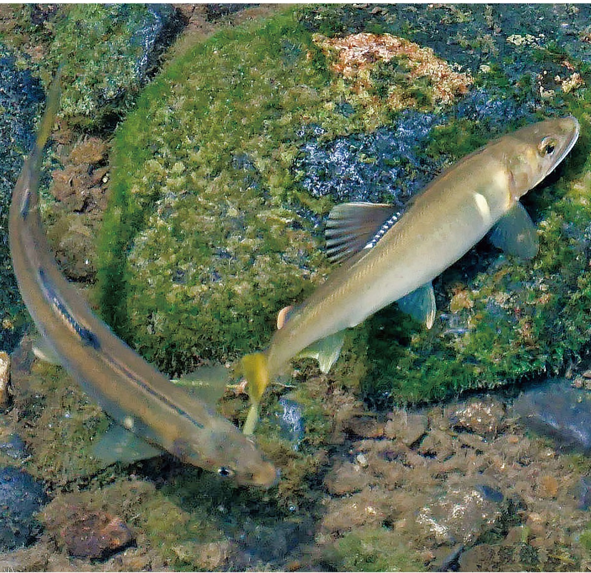 盛夏のアユ(初編)