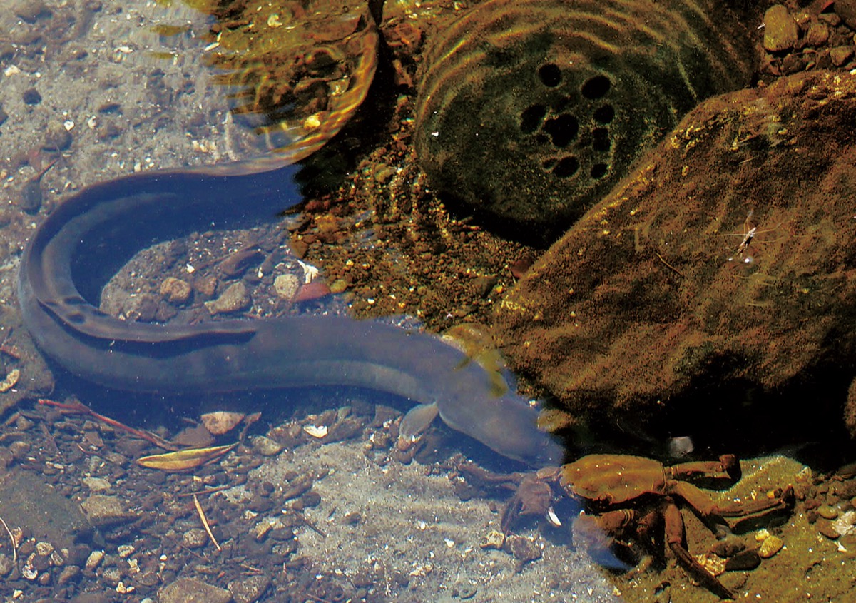珍客・ウナギ(前編)