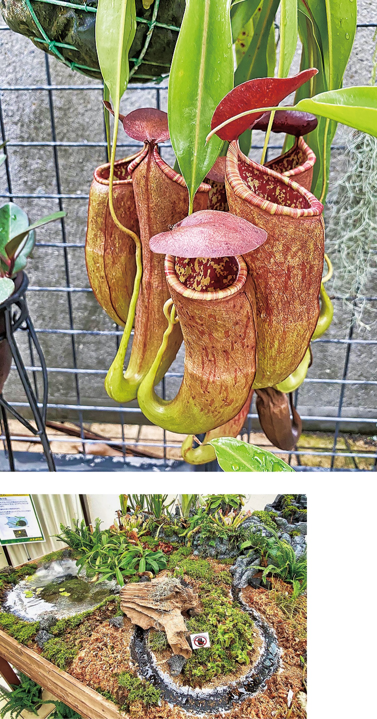 独特な魅力の食虫植物展 フラセンで展示 販売 鎌倉 タウンニュース