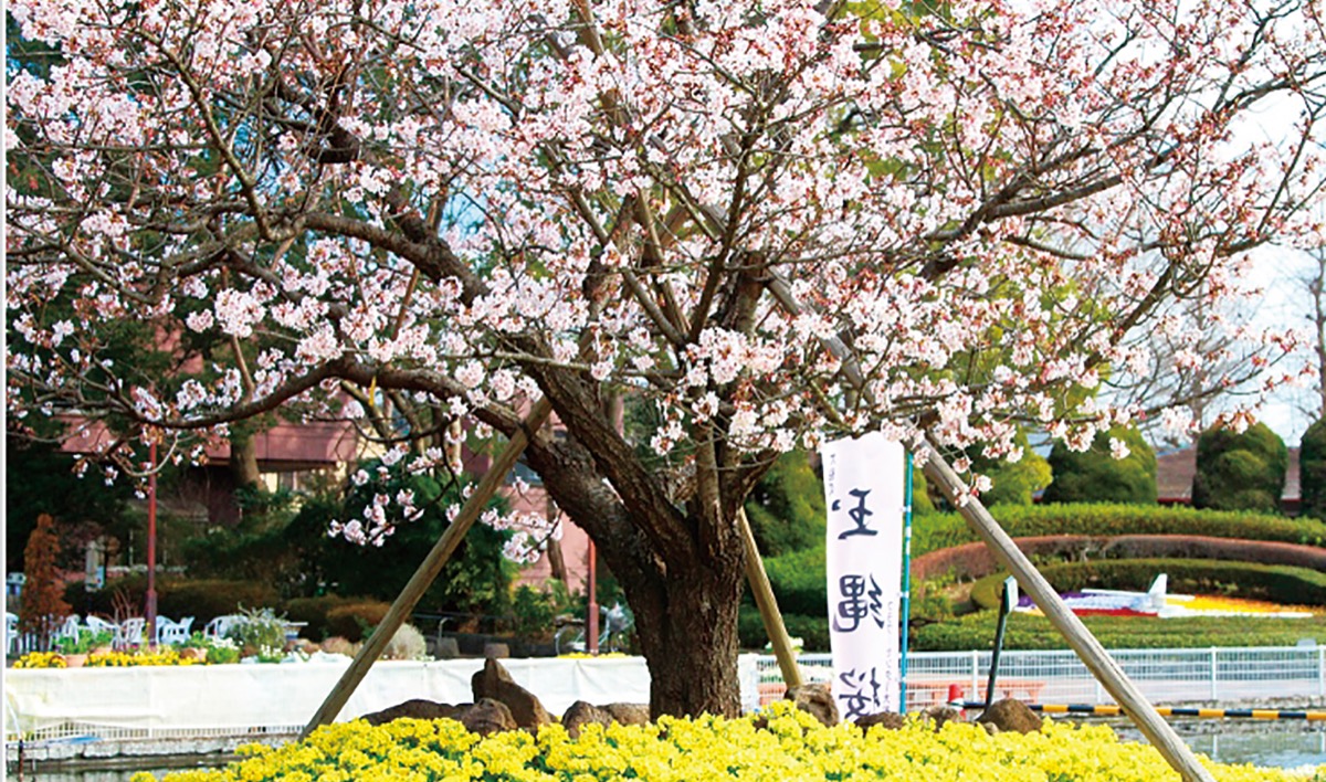 ｢玉繩桜100年の杜｣事業実現へ