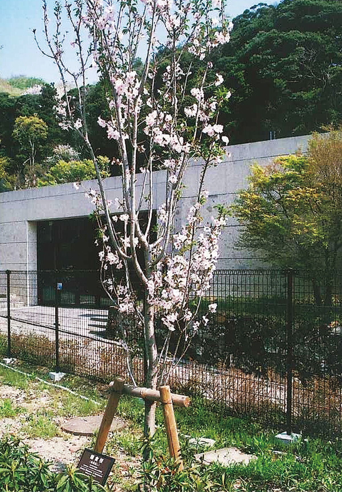京都と鎌倉の桜