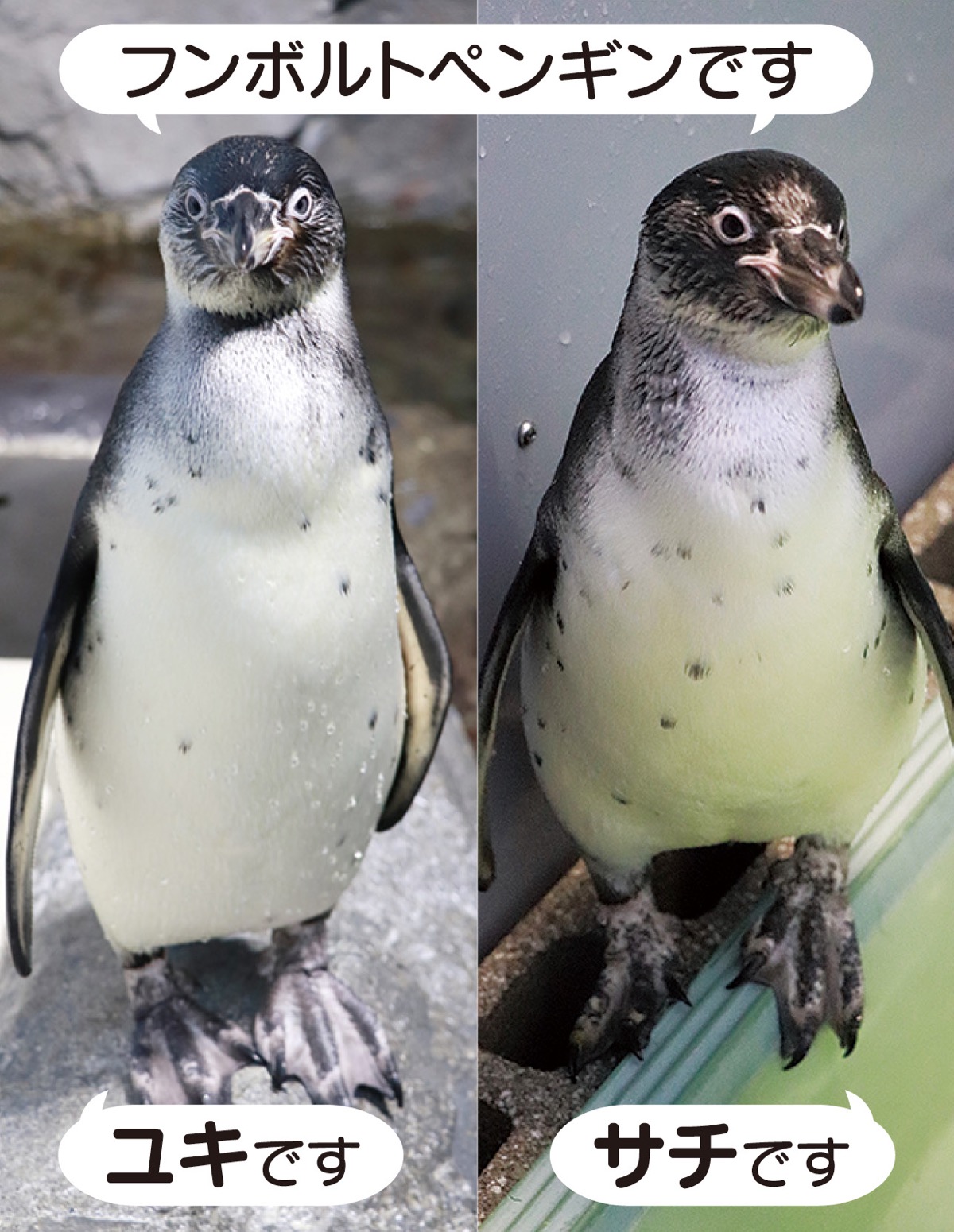 新江ノ島水族館 ペンギン愛称決まる 鎌倉 タウンニュース