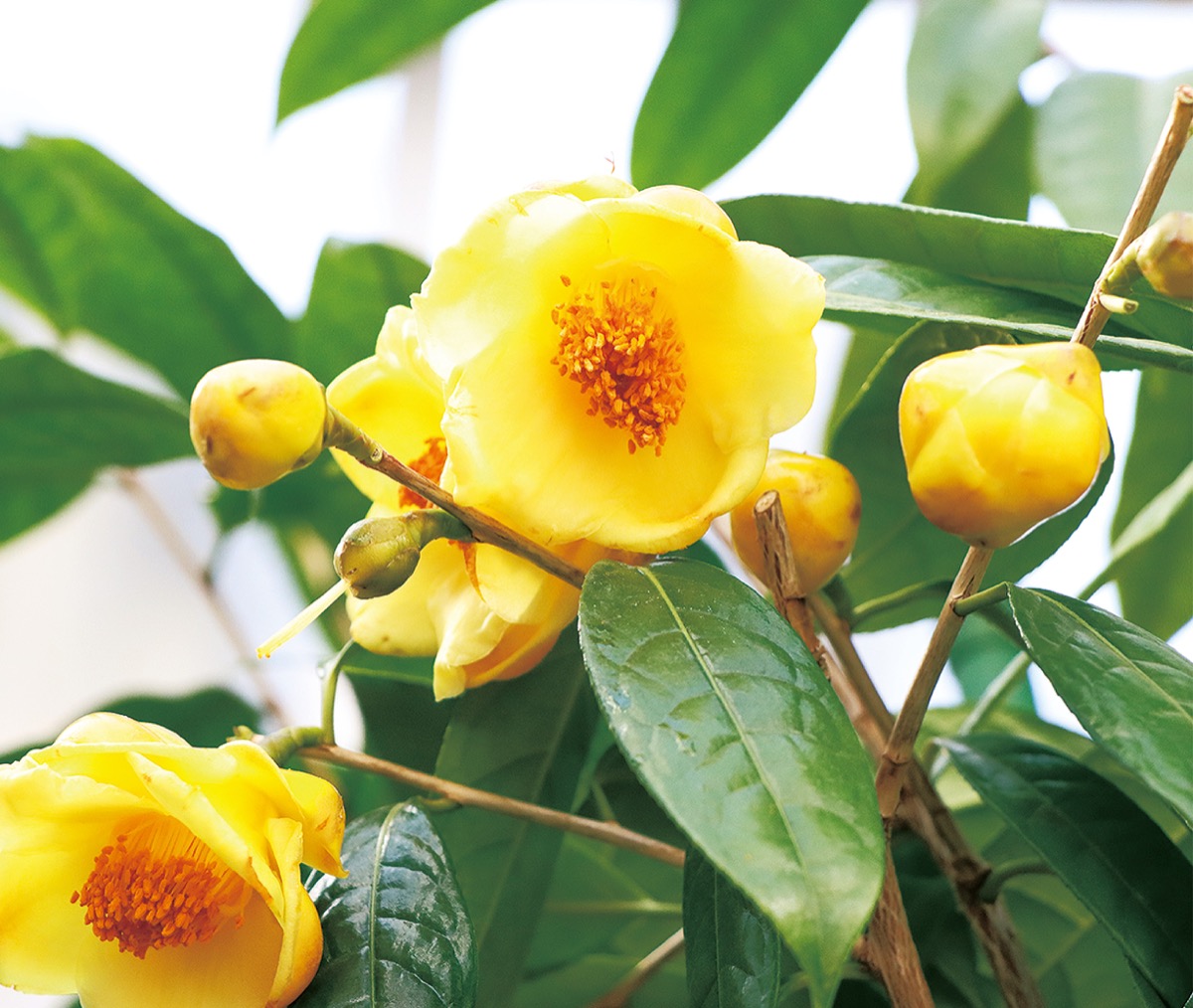 大船フラワーセンター 幻の黄色い椿 開花 鎌倉 タウンニュース