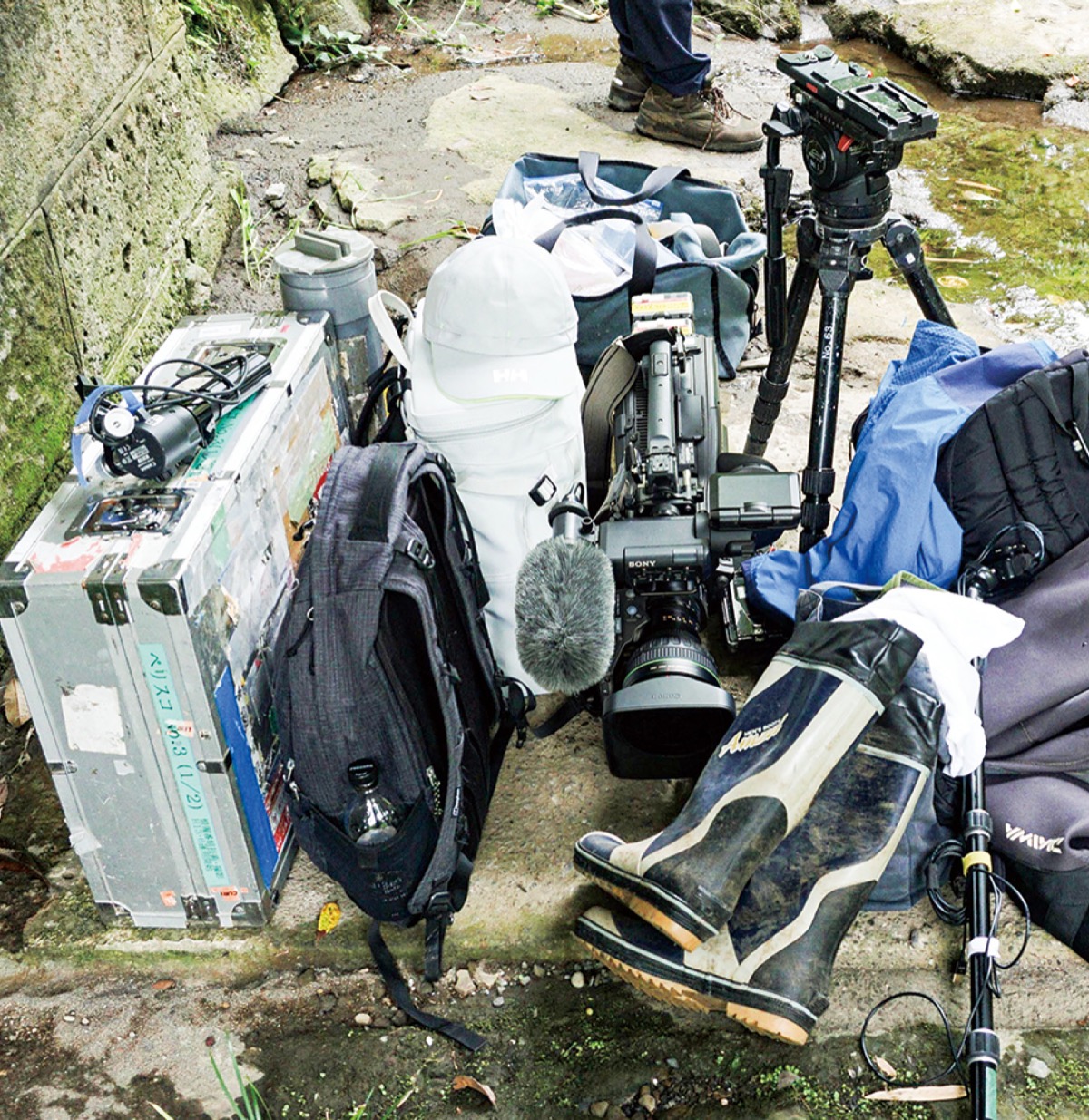 ダーウィンが来た！