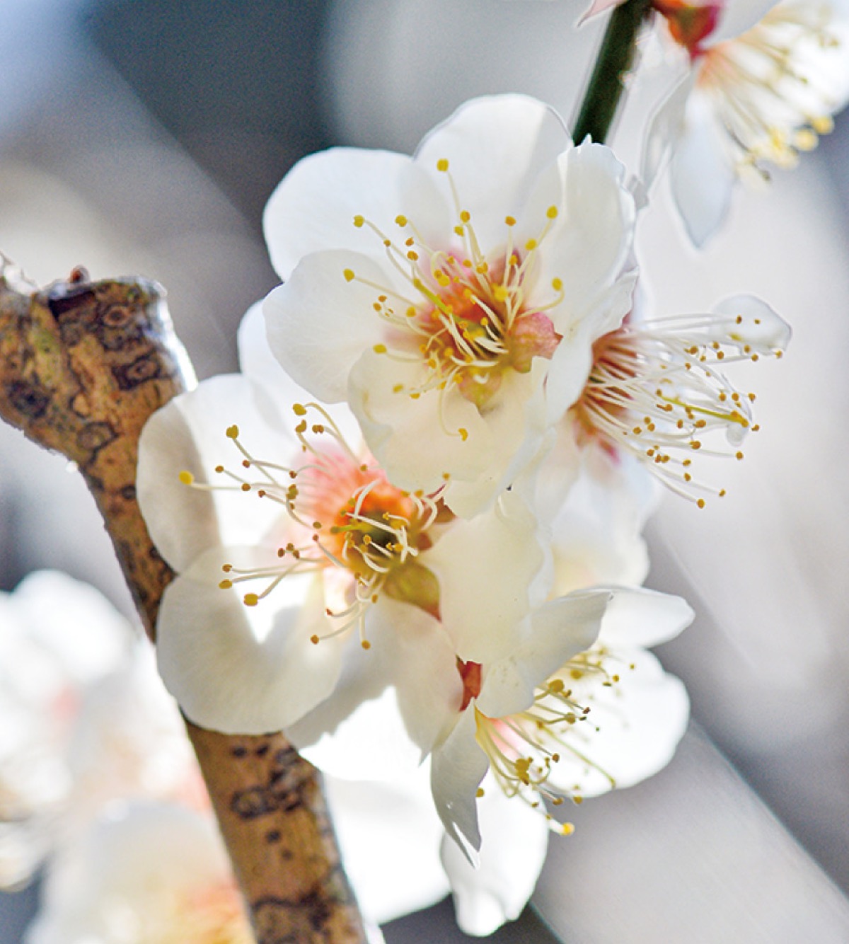 かまくら花めぐり（瑞泉寺）