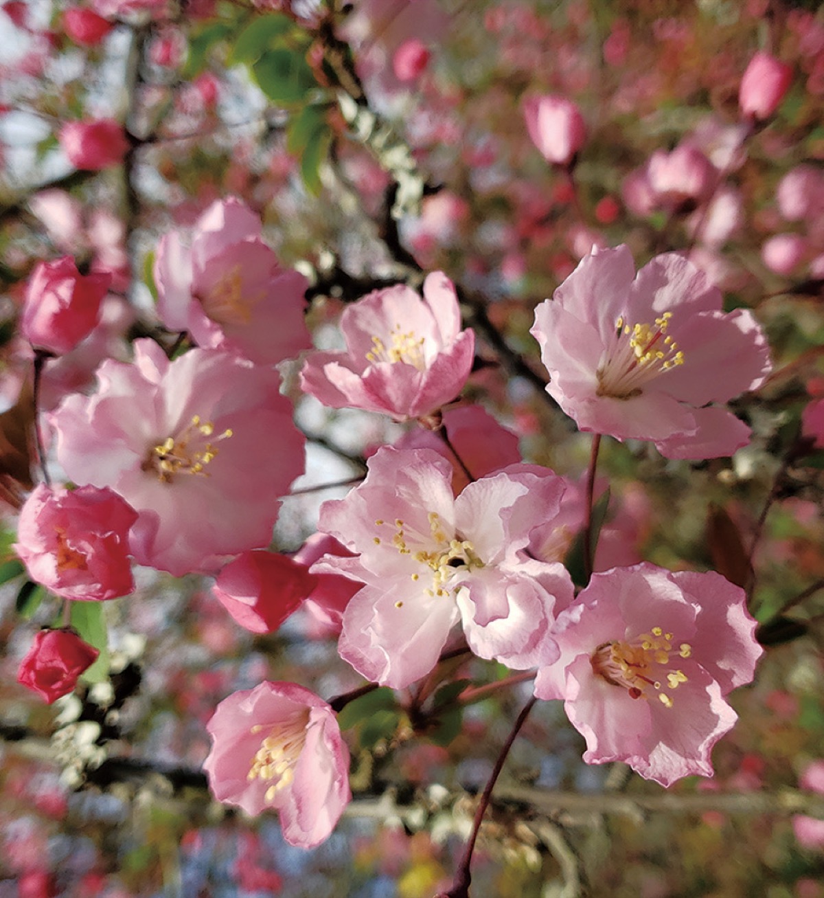 かまくら花めぐり（光則寺）