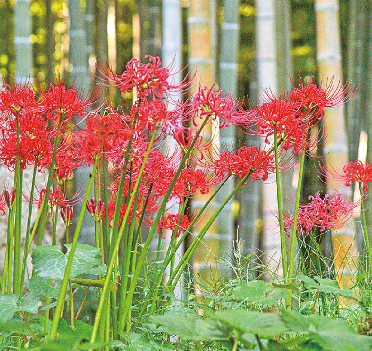 かまくら花めぐり（英勝寺）