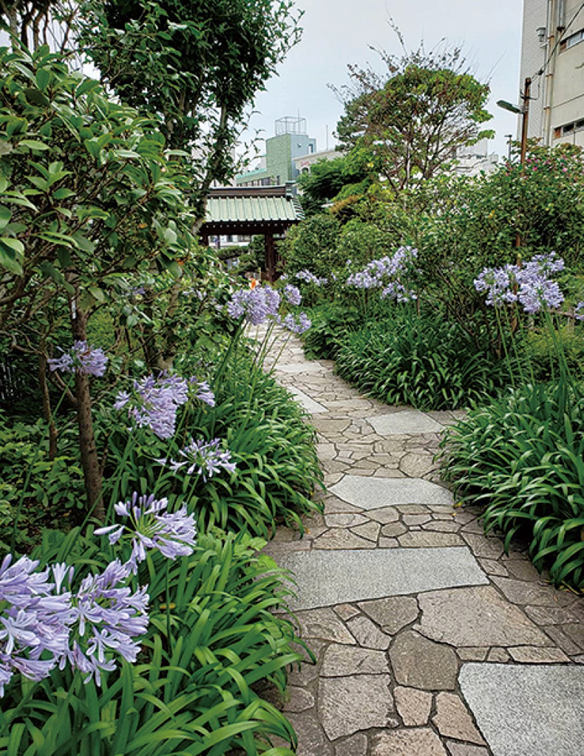 かまくら花めぐり（大巧寺）