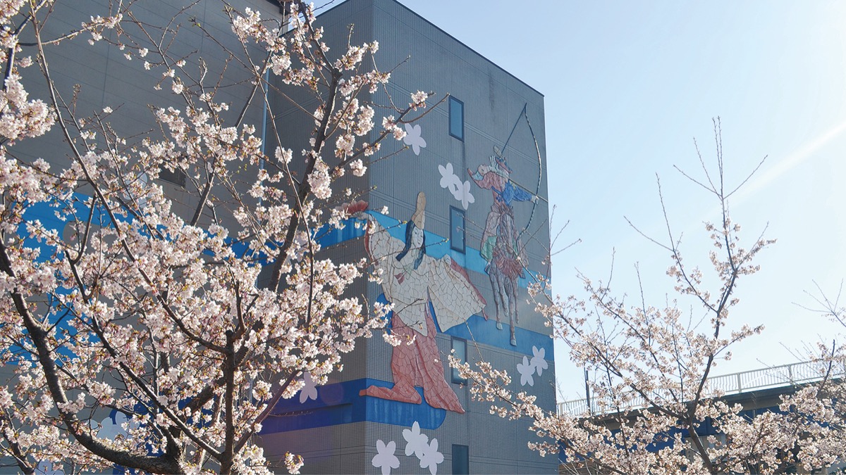 早咲きの玉縄桜が見頃 (写真1)