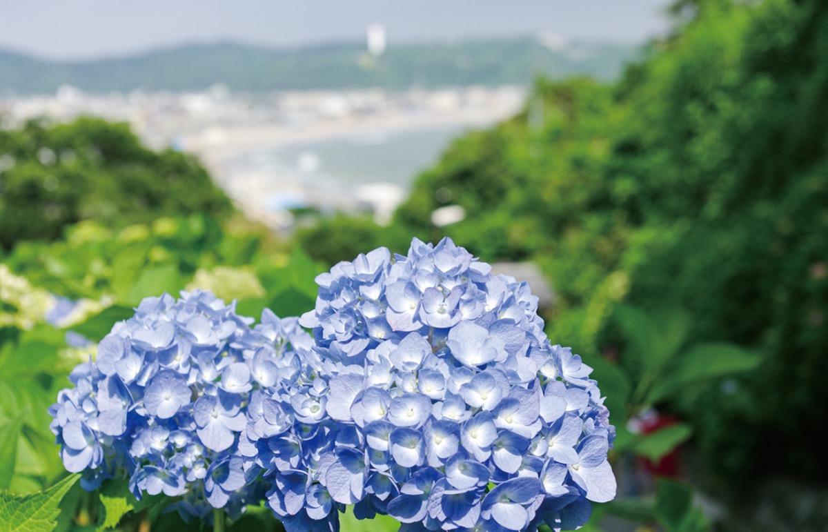 かまくら花めぐり（成就院）