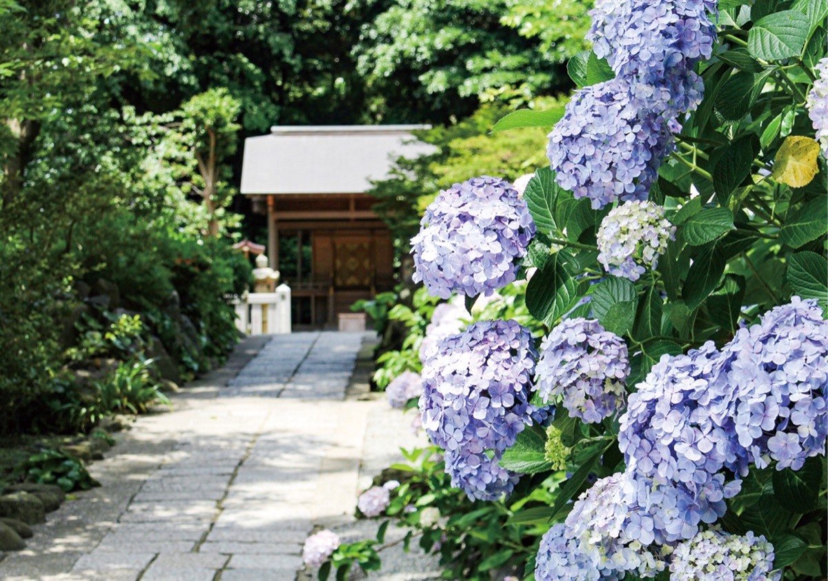 鎌倉紫陽花隠れ家名所