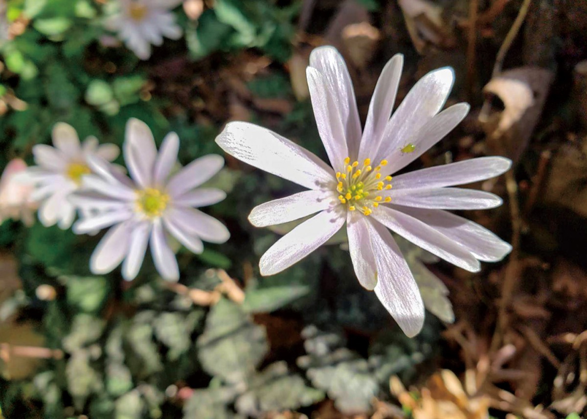かまくら花めぐり（浄妙寺：春）