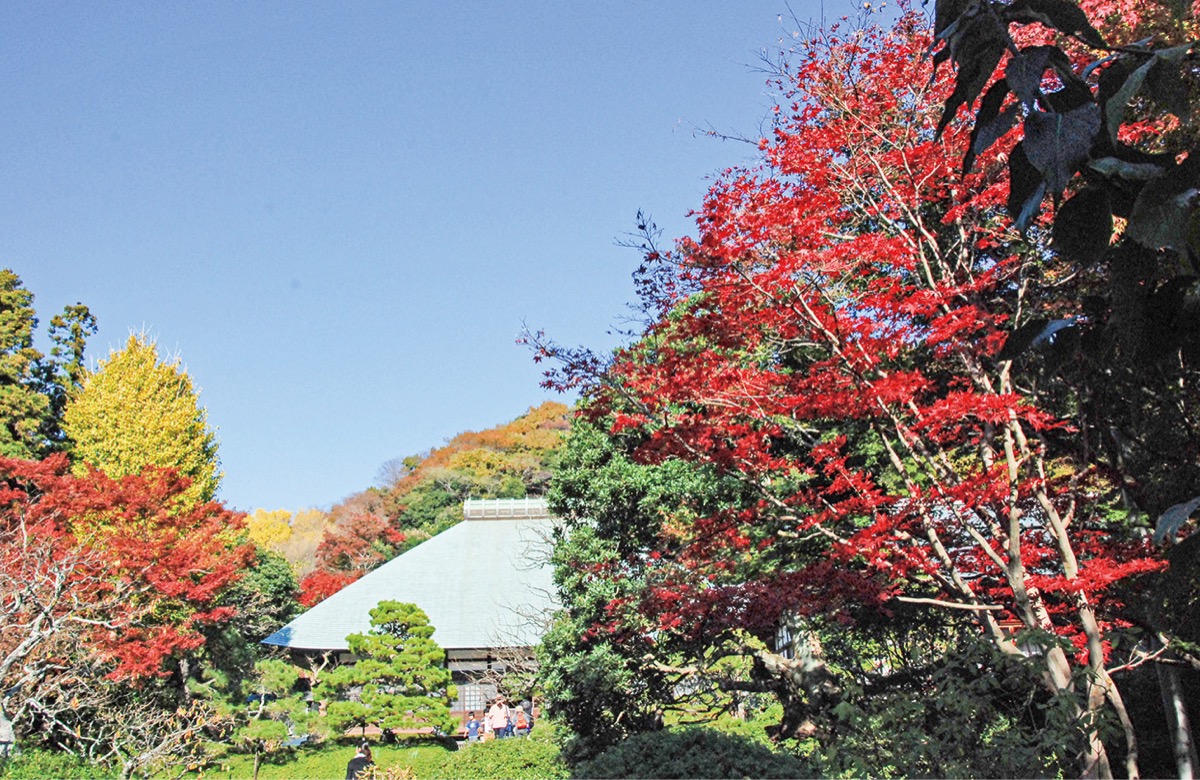 かまくら花めぐり（浄妙寺・夏から）