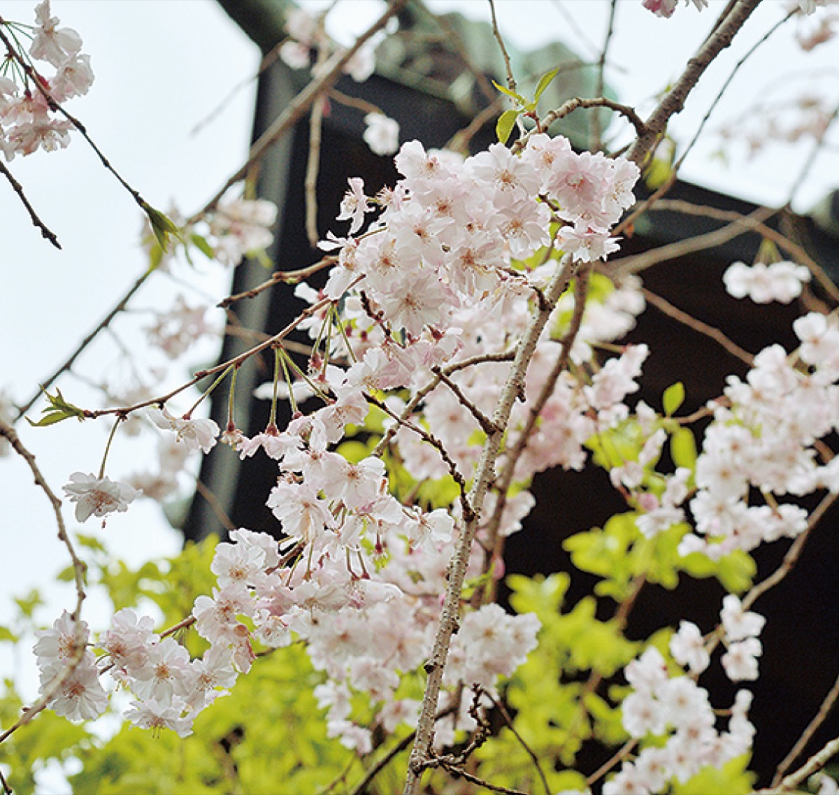 かまくら花めぐり（収玄寺）