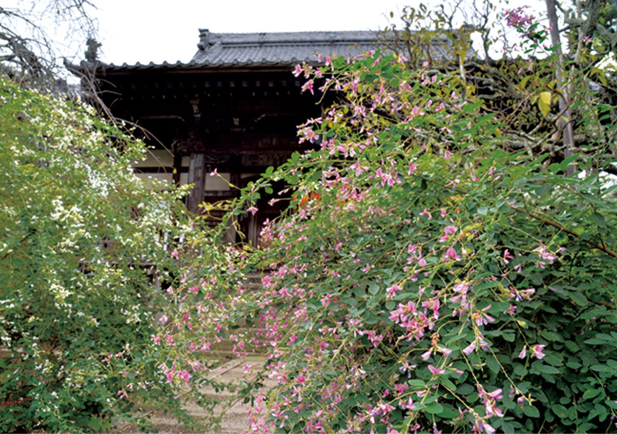 かまくら花めぐり（宝戒寺）
