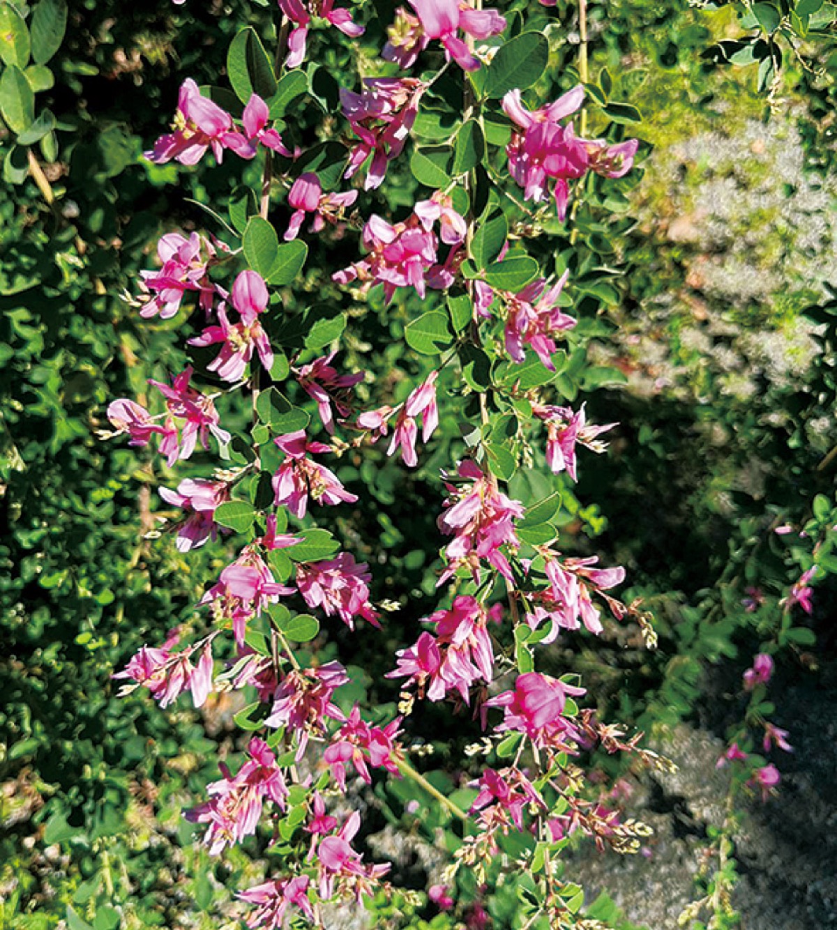 かまくら花めぐり（浄光明寺）