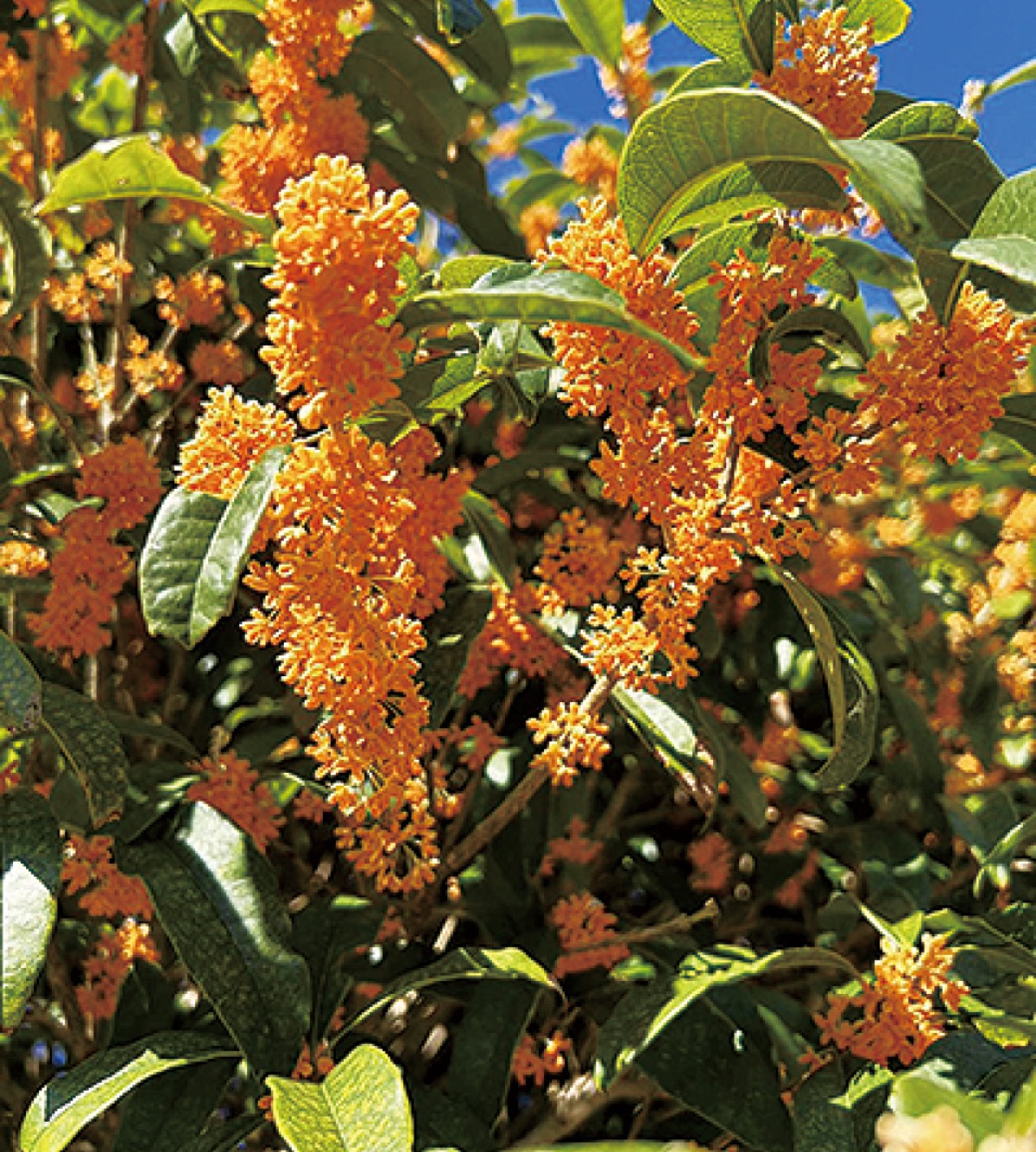かまくら花めぐり（安國論寺）