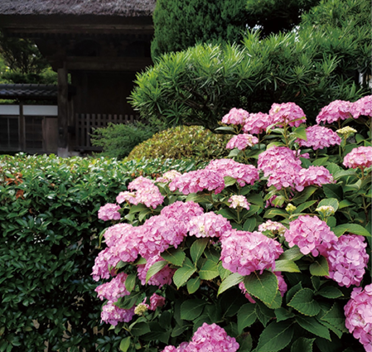 かまくら花めぐり（極楽寺）