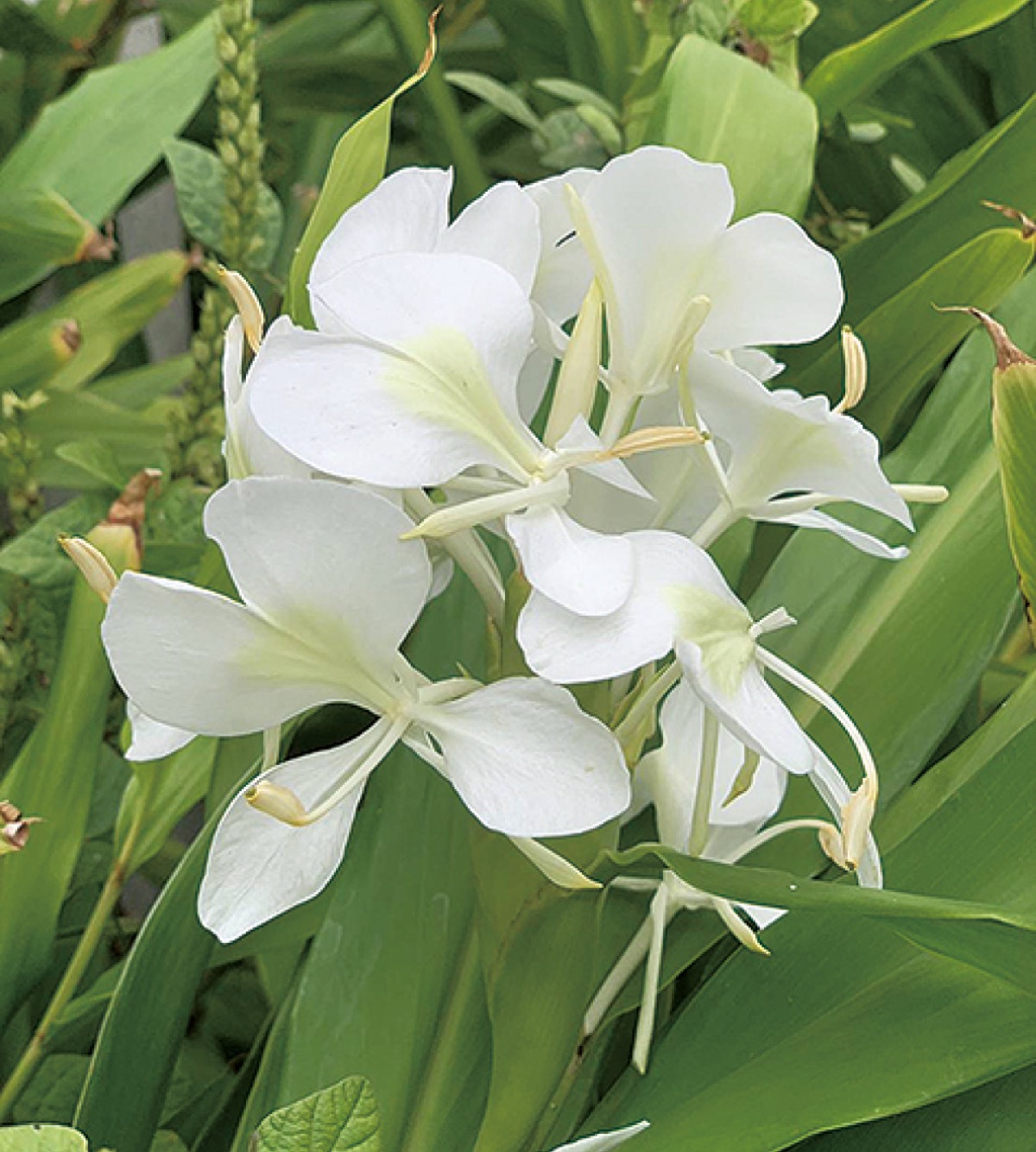 かまくら花めぐり（常栄寺）