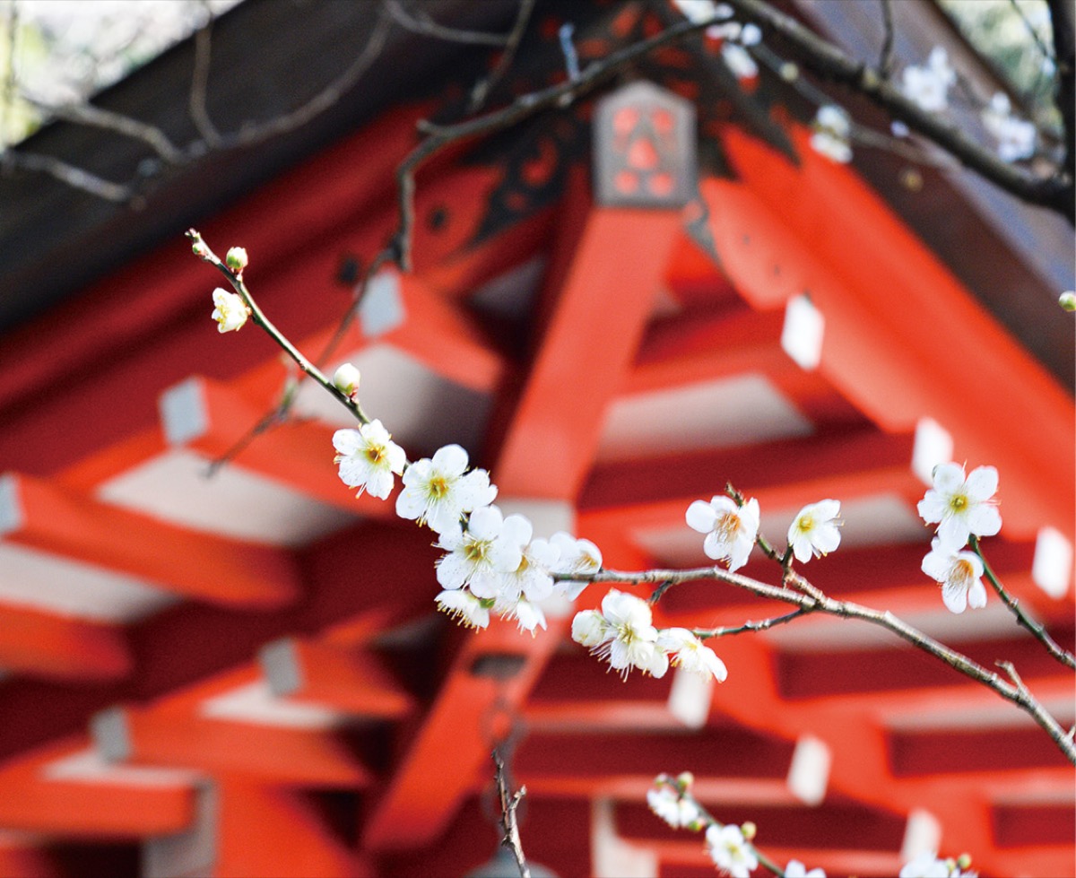 かまくら花めぐり（荏柄天神社）