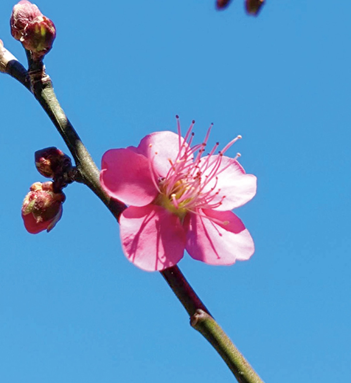 かまくら花めぐり（青蓮寺）