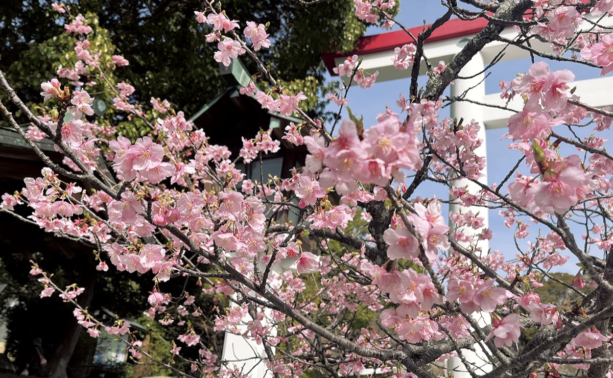 ｢初春桜」がお出迎え