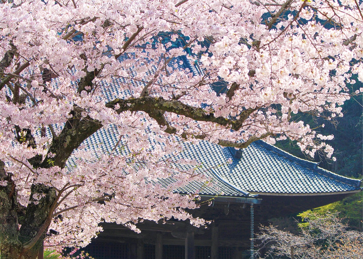 鎌倉サクラ穴場スポット